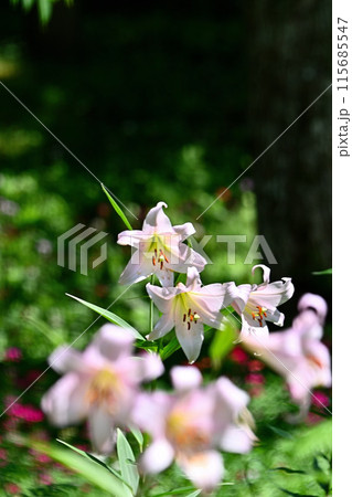 初夏に咲くササユリの花の写真素材 [115685547] - PIXTA