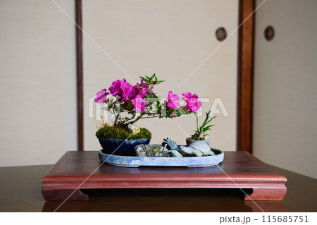 可愛い盆栽 115685751