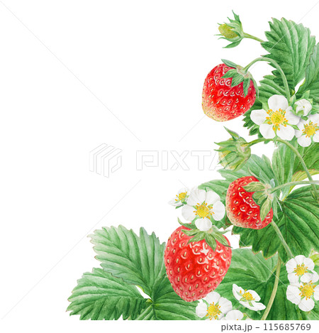 Red strawberry with white flowers, green leaves corner, border. Hand drawn watercolor ornament. Delicious food art, fresh botanical realistic painting. Summer berry banner for menu, packaging, prints Red strawberry with white flowers, green leaves corner, border. Hand drawn watercolor ornament. Delicious food art, fresh botanical realistic painting. Summer berry banner for menu, packaging, prints 115685769