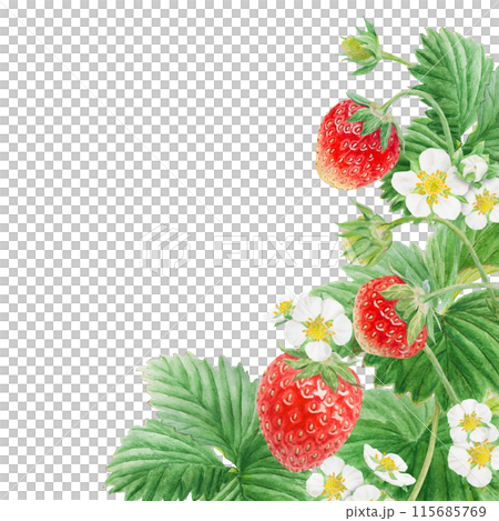 Red strawberry with white flowers, green leaves corner, border. Hand drawn watercolor ornament. Delicious food art, fresh botanical realistic painting. Summer berry banner for menu, packaging, prints Red strawberry with white flowers, green leaves corner, border. Hand drawn watercolor ornament. Delicious food art, fresh botanical realistic painting. Summer berry banner for menu, packaging, prints 115685769