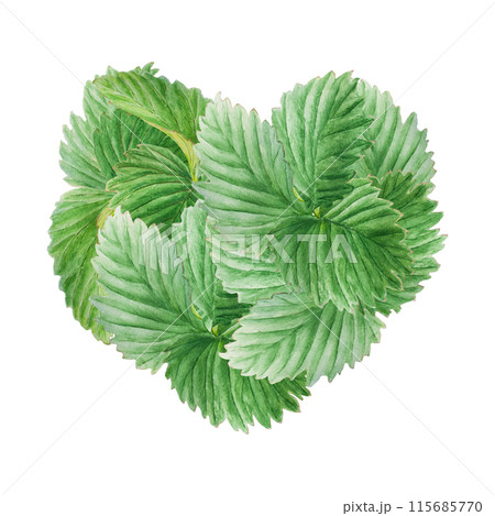 Green strawberry leaves heart, bush handdrawn watercolor illustration. Food art, fresh botanical realistic painting. Summer sweet berry clipart for restaurant, cafe menu, farm goods, vegan products 115685770