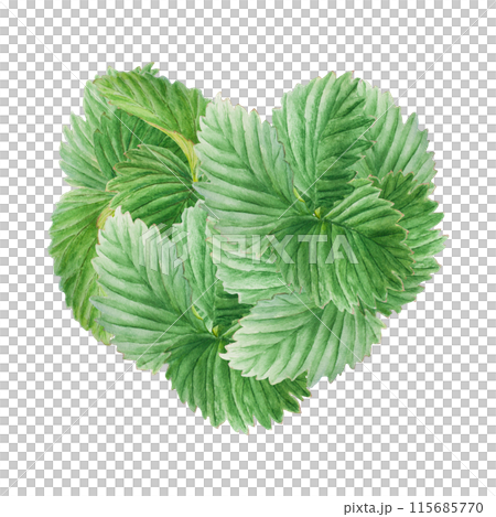 Green strawberry leaves heart, bush handdrawn watercolor illustration. Food art, fresh botanical realistic painting. Summer sweet berry clipart for restaurant, cafe menu, farm goods, vegan products 115685770