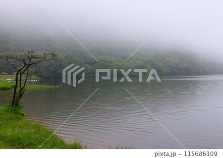 濃霧に覆われた初夏の榛名湖畔の風景 115686109