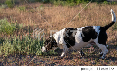 Hound sniffing ground in a sunlit field. Hound sniffing ground in a sunlit field. 115686172