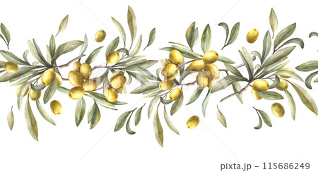 Olive tree branch with green leaves and berries. Watercolor seamless border, pattern. Hand painted illustration. Botanical horizontal clipart for oil label, floral summer print on isolated background. Olive tree branch with green leaves and berries. Watercolor seamless border, pattern. Hand painted illustration. Botanical horizontal clipart for oil label, floral summer print on isolated background. 115686249