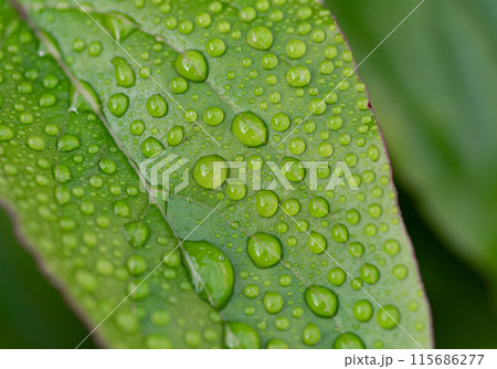 雨に濡れた葉 115686277