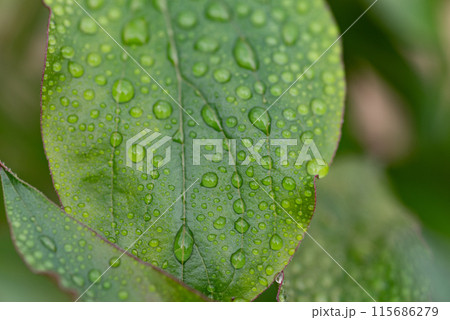雨に濡れた葉 雨に濡れた葉 115686279