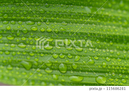 雨に濡れた葉 雨に濡れた葉 115686281