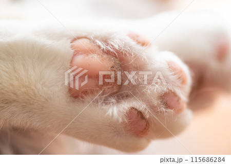 可愛い猫の手 可愛い猫の手 115686284