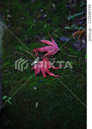 新緑の中、赤く染まる紅葉の美 新緑の中、赤く染まる紅葉の美 115686356