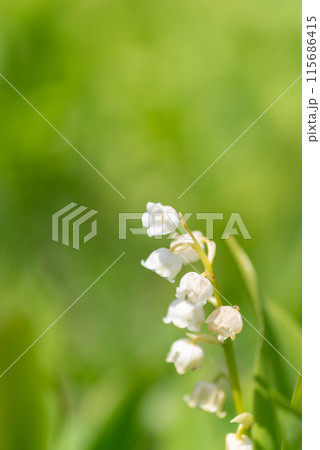 小さい花をつけるすずらん 115686415
