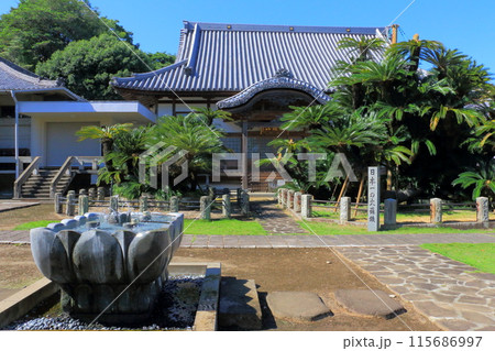 松屋寺本堂と大蘇鉄（大分県日出町） 115686997
