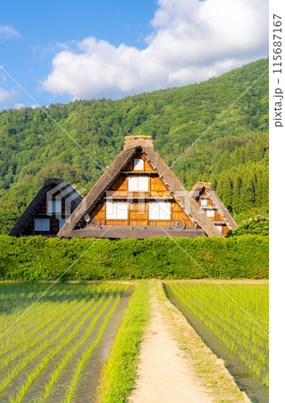 【世界遺産】白川郷・初夏の三連合掌【岐阜県】 115687167
