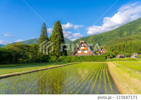 【世界遺産】白川郷・初夏の三連合掌【岐阜県】 115687171