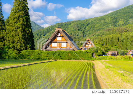 【世界遺産】白川郷・初夏の三連合掌【岐阜県】 115687173