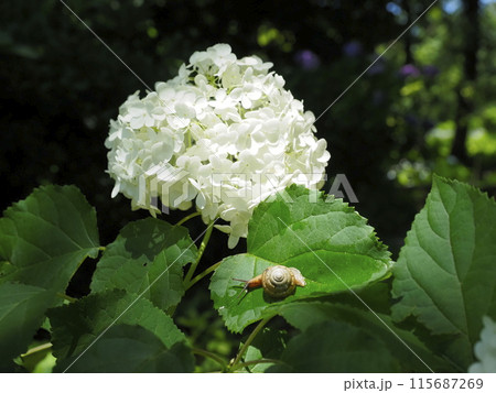 白い紫陽花 白い紫陽花 115687269