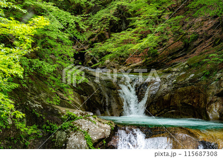 【初夏素材】新緑の西沢渓谷・七ツ釜五段の滝【山梨県】 【初夏素材】新緑の西沢渓谷・七ツ釜五段の滝【山梨県】 115687308