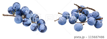 Fresh blackthorn berries with twig, prunus spinosa isolated on white background with full depth of field Fresh blackthorn berries with twig, prunus spinosa isolated on white background with full depth of field 115687486