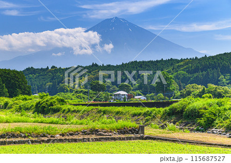 静岡県・富士宮市柚野の田園地帯と富士山の絶景 静岡県・富士宮市柚野の田園地帯と富士山の絶景 115687527