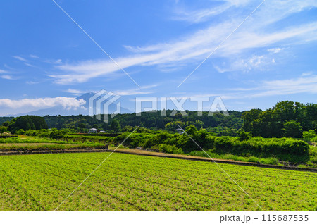 静岡県・富士宮市柚野の田園地帯と富士山の絶景 静岡県・富士宮市柚野の田園地帯と富士山の絶景 115687535
