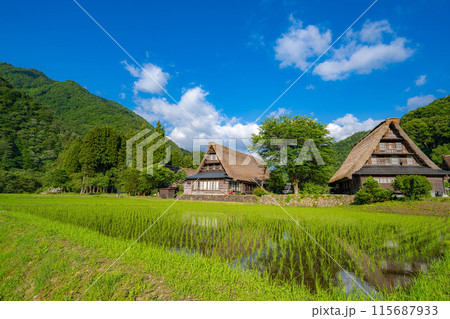 【世界遺産】初夏の五箇山・菅沼合掌造り集落【富山県】 115687933