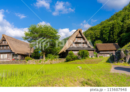 【世界遺産】初夏の五箇山・菅沼合掌造り集落【富山県】 115687948