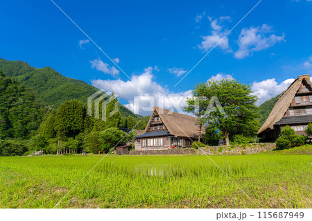 【世界遺産】初夏の五箇山・菅沼合掌造り集落【富山県】 115687949