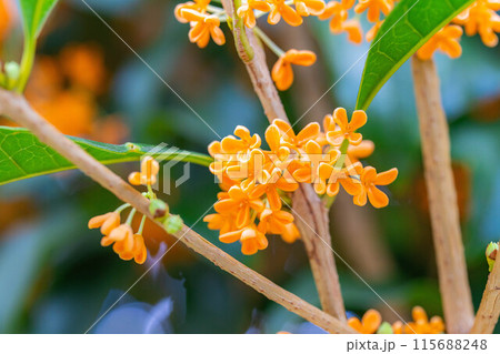 【秋の花素材】金木犀【長野県】 115688248