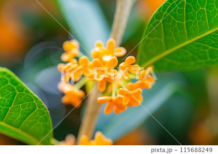 【秋の花素材】金木犀【長野県】 115688249