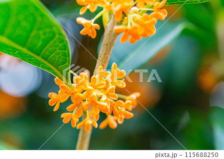 【秋の花素材】金木犀【長野県】 【秋の花素材】金木犀【長野県】 115688250