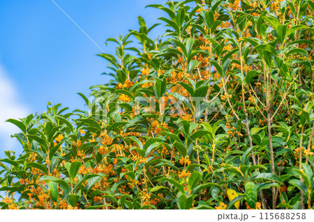 【秋の花素材】金木犀【長野県】 【秋の花素材】金木犀【長野県】 115688258