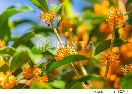 【秋の花素材】金木犀【長野県】 【秋の花素材】金木犀【長野県】 115688261