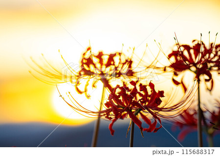 【秋素材】朝日を浴びる彼岸花【長野県】 【秋素材】朝日を浴びる彼岸花【長野県】 115688317