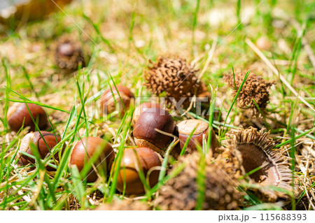 【秋素材】クヌギのドングリ【長野県】 115688393
