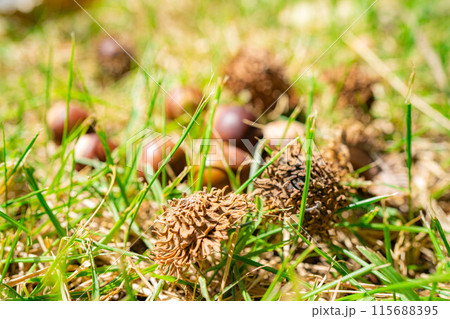 【秋素材】クヌギのドングリ【長野県】 115688395