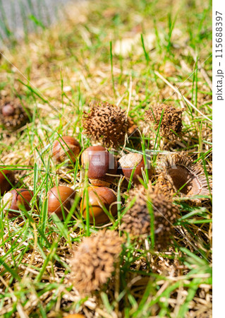 【秋素材】クヌギのドングリ【長野県】 115688397