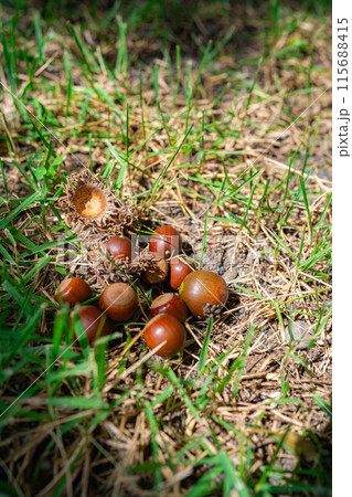 【秋素材】クヌギのドングリ【長野県】 115688415