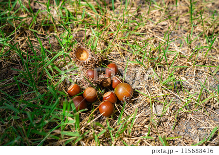 【秋素材】クヌギのドングリ【長野県】 115688416