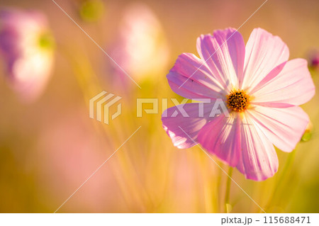 【秋素材】朝日を浴びるコスモス【長野県】 115688471
