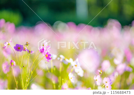 【秋素材】朝日を浴びるコスモス【長野県】 115688473