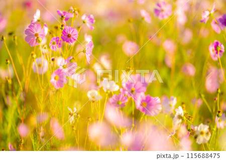 【秋素材】朝日を浴びるコスモス【長野県】 115688475