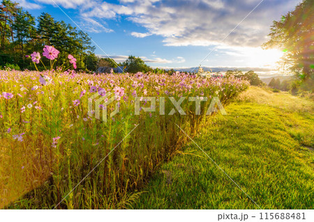 【秋素材】朝日を浴びるコスモス【長野県】 115688481