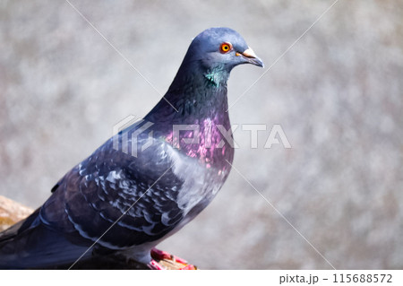 街中の鳩 街中の鳩 115688572