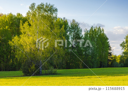 Green trees with deep shadows over grass. Rural Russian landscape Green trees with deep shadows over grass. Rural Russian landscape 115688915
