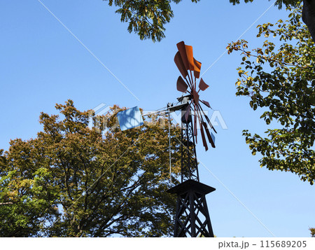 バラが咲く港の見える丘公園 115689205