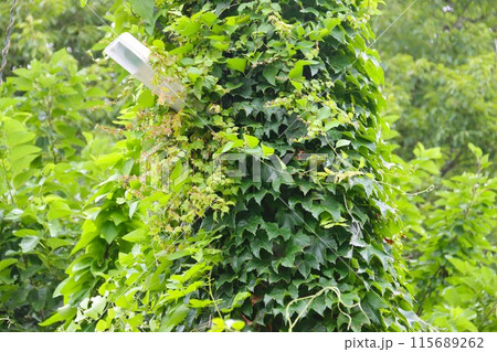 電信柱が蔓植物に覆われて街路灯が少し見える光景 115689262