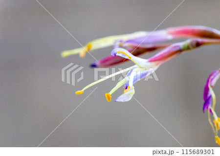 フックシーの花 115689301