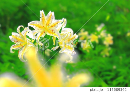 森林公園に咲く大輪の山百合 森林公園に咲く大輪の山百合 115689362