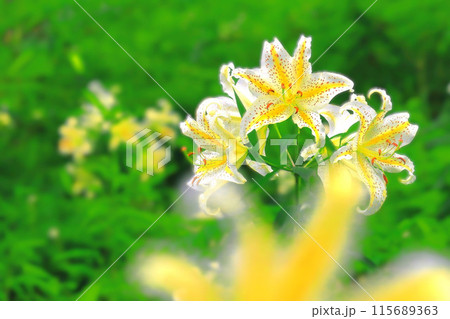 森林公園に咲く大輪の山百合 115689363