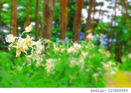 散策路の傍らに群生する満開の山百合 115689364